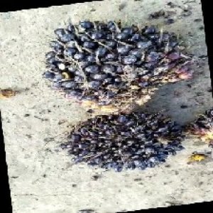 unripe_train (317).jpg