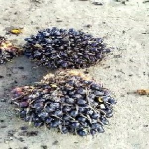 unripe_train (318).jpg