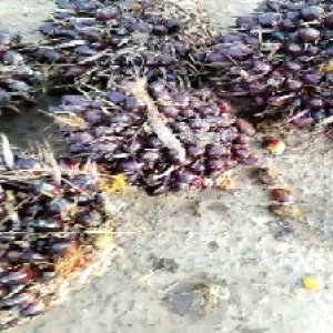 unripe_train (32).jpg