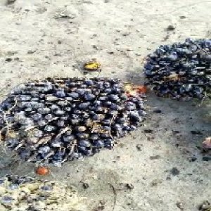 unripe_train (320).jpg