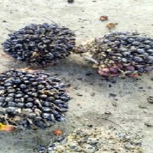 unripe_train (322).jpg