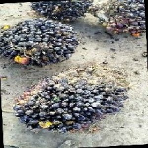 unripe_train (323).jpg