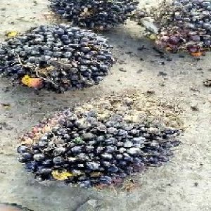 unripe_train (324).jpg