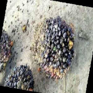 unripe_train (325).jpg