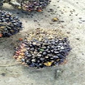 unripe_train (326).jpg