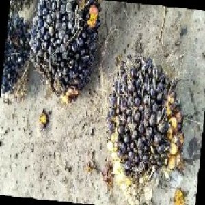 unripe_train (327).jpg