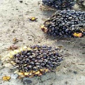 unripe_train (328).jpg