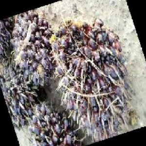 unripe_train (33).jpg