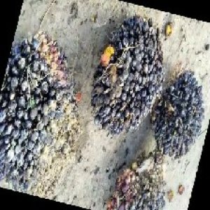 unripe_train (330).jpg