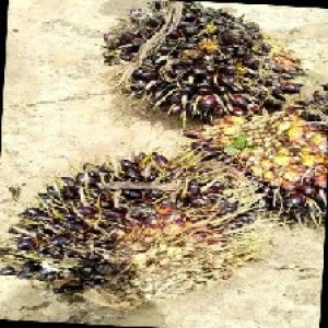 unripe_train (331).jpg