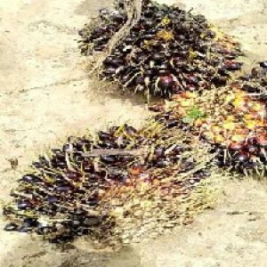 unripe_train (332).jpg