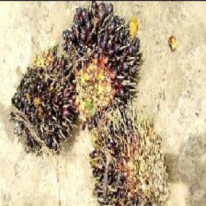 unripe_train (333).jpg