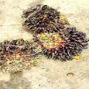 unripe_train (334).jpg