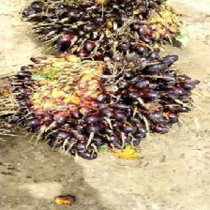 unripe_train (335).jpg