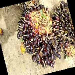 unripe_train (336).jpg