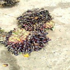 unripe_train (337).jpg