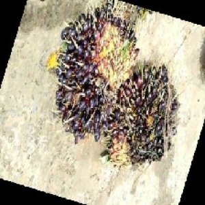 unripe_train (338).jpg