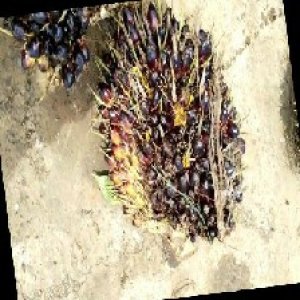 unripe_train (339).jpg