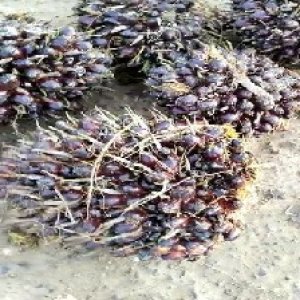 unripe_train (34).jpg