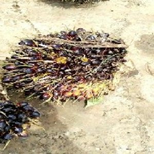 unripe_train (340).jpg