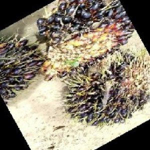 unripe_train (341).jpg