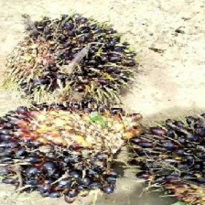 unripe_train (342).jpg