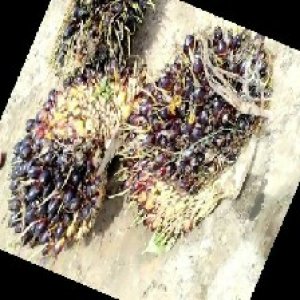 unripe_train (343).jpg