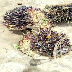 unripe_train (344).jpg