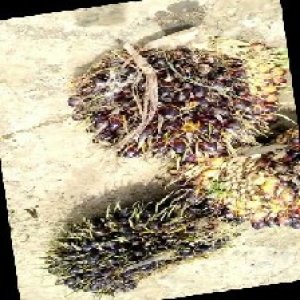 unripe_train (345).jpg