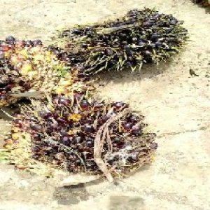 unripe_train (346).jpg