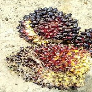 unripe_train (347).jpg