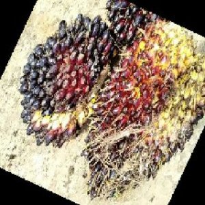 unripe_train (348).jpg