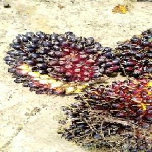 unripe_train (349).jpg