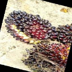 unripe_train (350).jpg