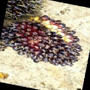 unripe_train (351).jpg