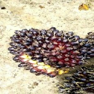 unripe_train (352).jpg