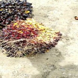 unripe_train (353).jpg