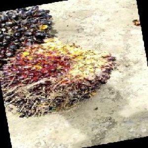 unripe_train (354).jpg