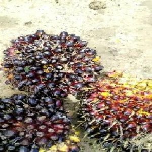 unripe_train (355).jpg