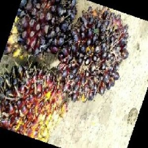 unripe_train (356).jpg