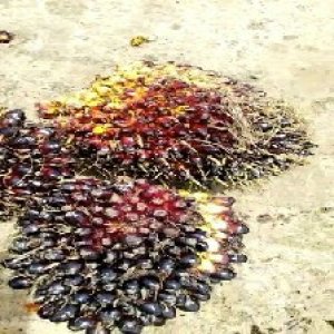 unripe_train (357).jpg