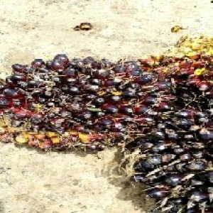 unripe_train (359).jpg