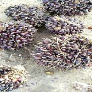 unripe_train (36).jpg