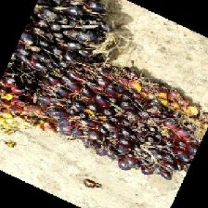 unripe_train (360).jpg