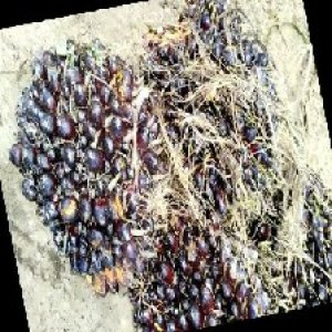 unripe_train (361).jpg