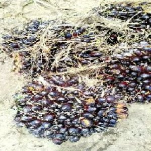 unripe_train (362).jpg