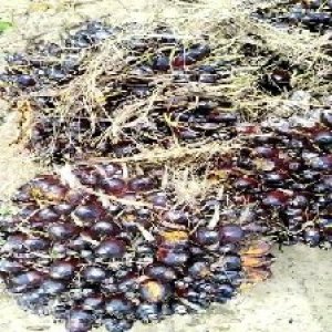 unripe_train (363).jpg