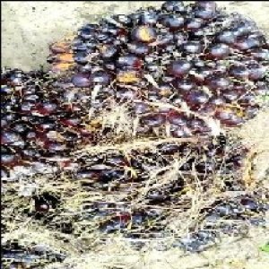 unripe_train (364).jpg