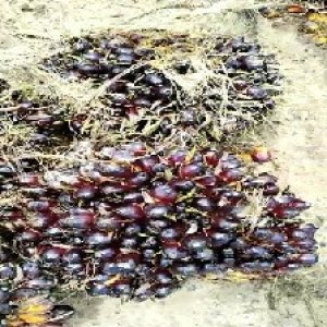 unripe_train (365).jpg