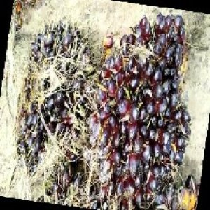 unripe_train (366).jpg